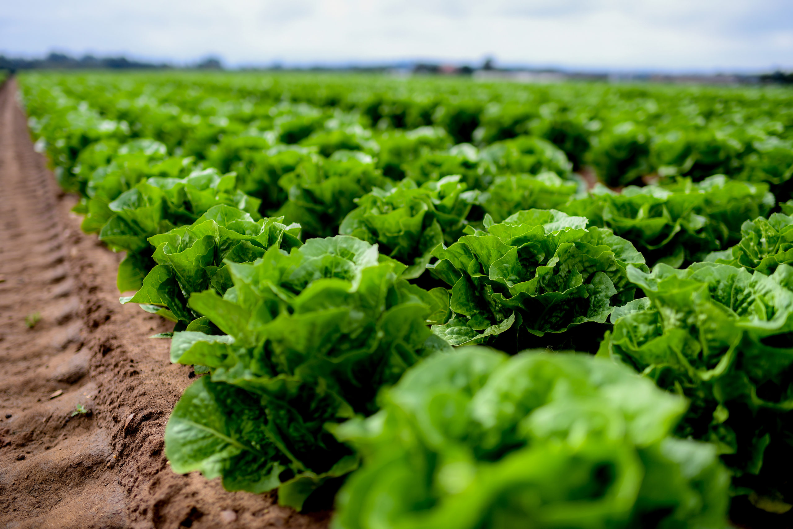 RED TRACTOR WELCOMES NATIONAL FOOD STRATEGY THINKING ON HEALTHY EATING AND ENVIRONMENT