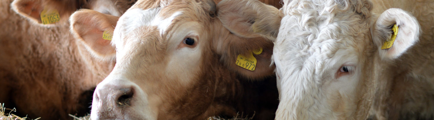 Cattle eating