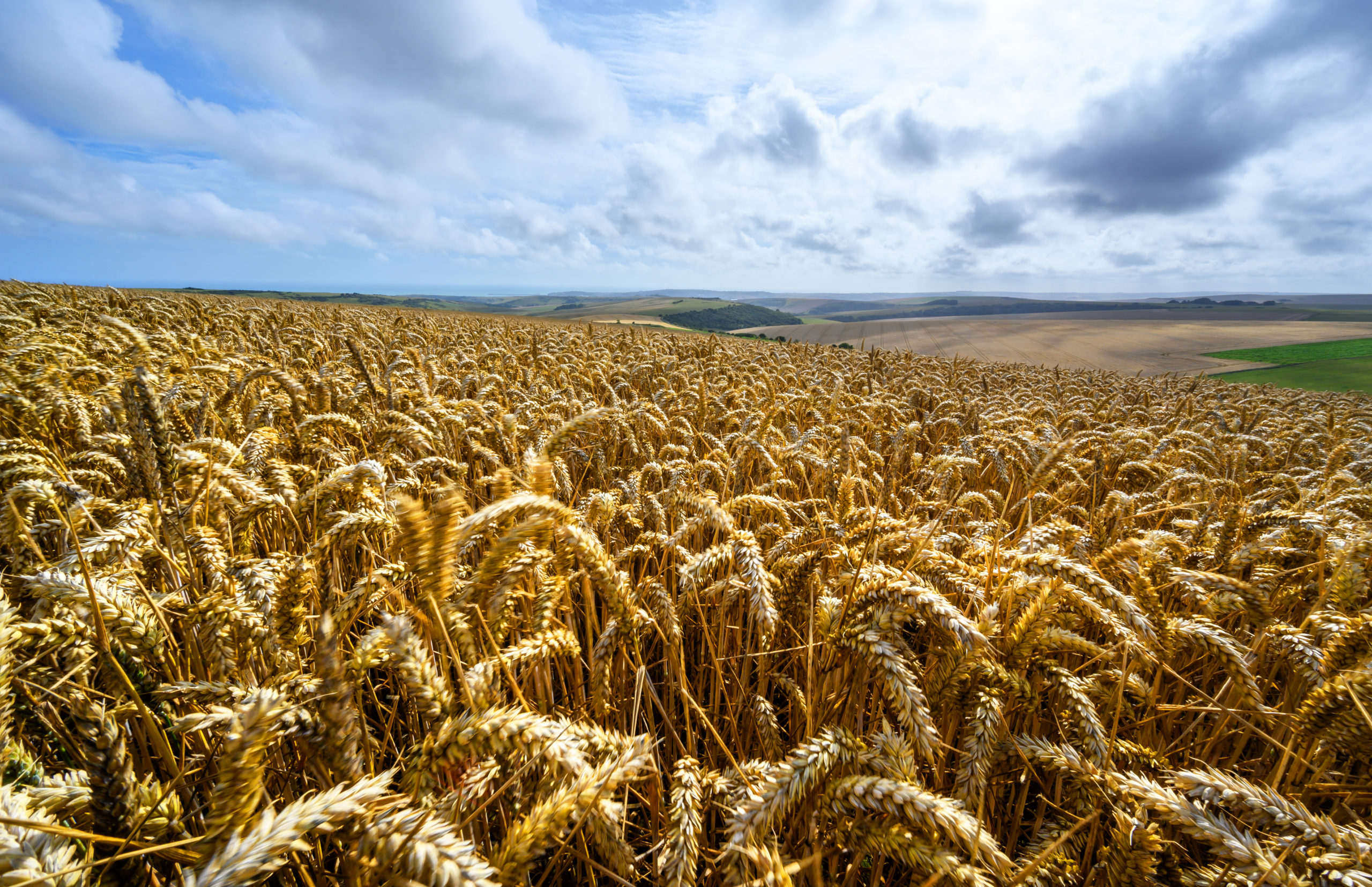 NFU Governance Review outcome – Red Tractor’s response