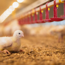 Chick