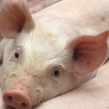Close up of pig
