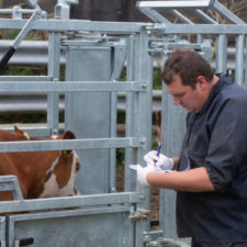 A vet reading TB tests on a beef herd