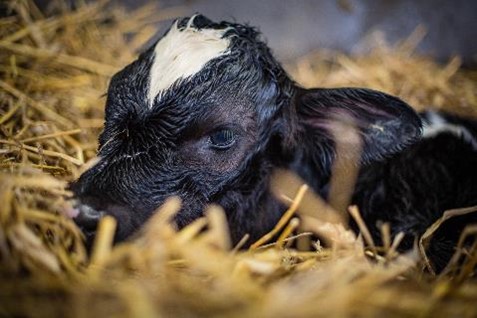 Dairy Sector Board Update – June 2025