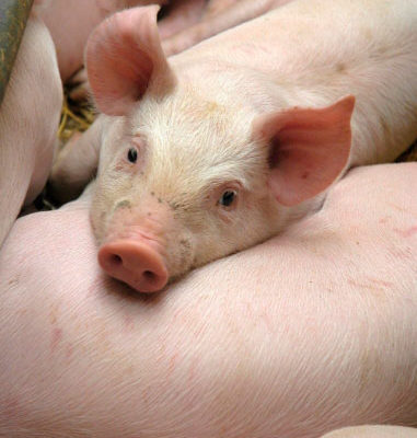 Pigs