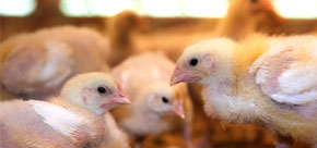 Poultry templates, examples & guides