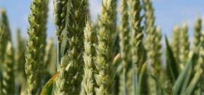 Crops & Sugar Beet templates, examples & guides