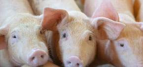 Pigs templates, examples & guides