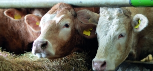Beef & Lamb templates, examples & guides