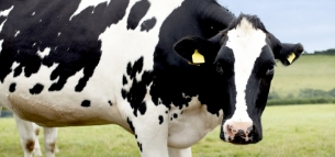 Dairy templates, examples & guides