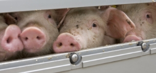 Livestock Transport templates, examples & guides