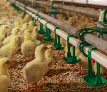 Red Tractor Board Update – January 2025