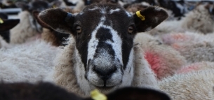 Livestock Collection Centre templates, examples & guides