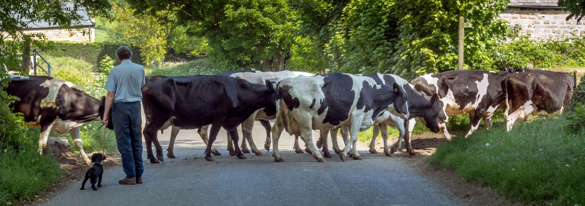 Cows crossing a road