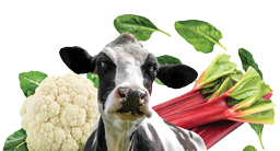 Cow and cauliflower