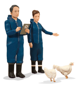 Man and woman looking at chickens