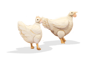 Model chickens