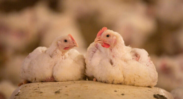 Broiler growers invited to support new research on AI technology and farm assurance