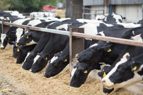 Dairy Sector Board Update – June 2026