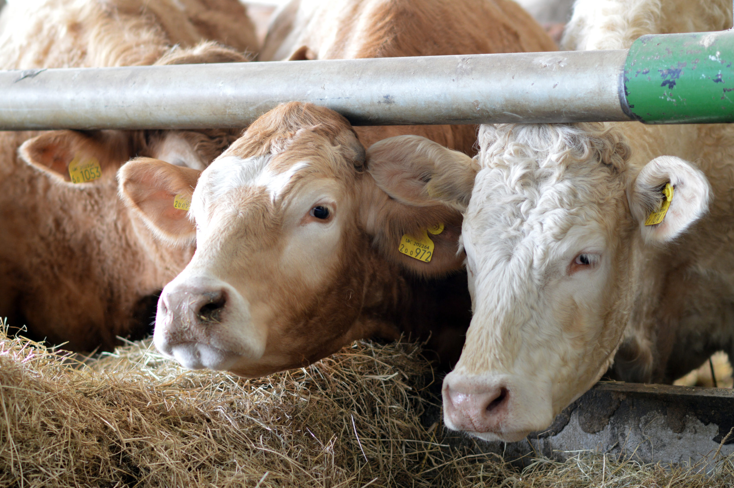 Beef & Lamb Sector Chair Update – July 2024