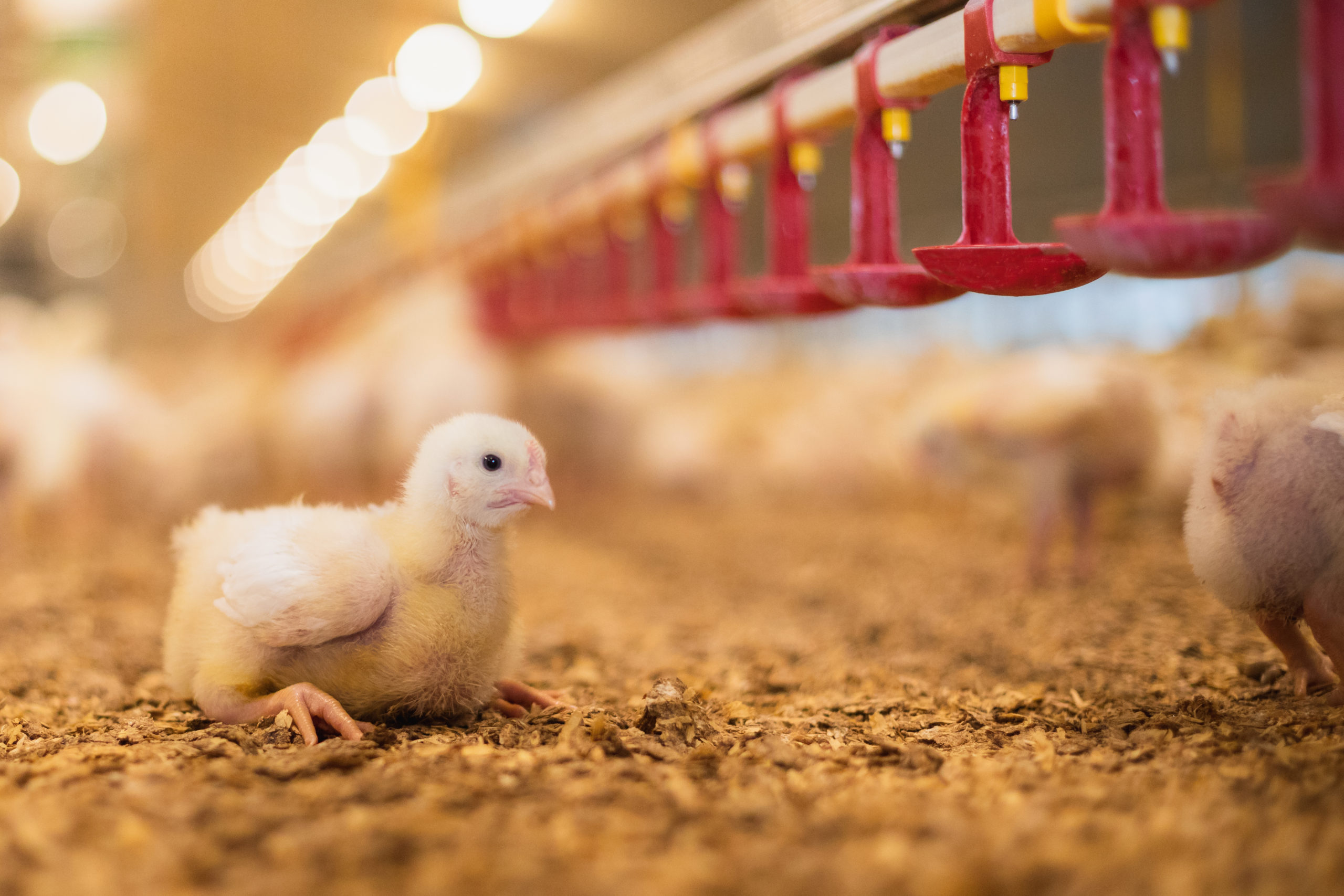 HOW CHOOSING HIGHER WELFARE CHICKEN COULD BECOME MORE AFFORDABLE FOR FAMILIES