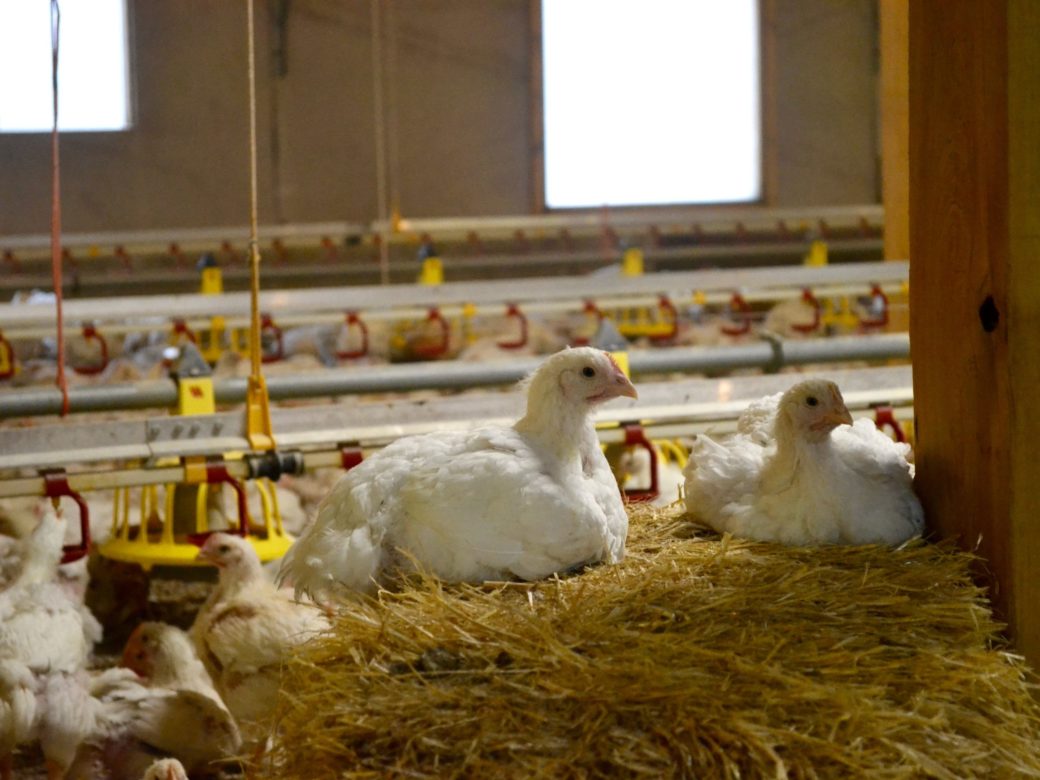 Red Tractor comment on “The Truth About Your Chicken” programme