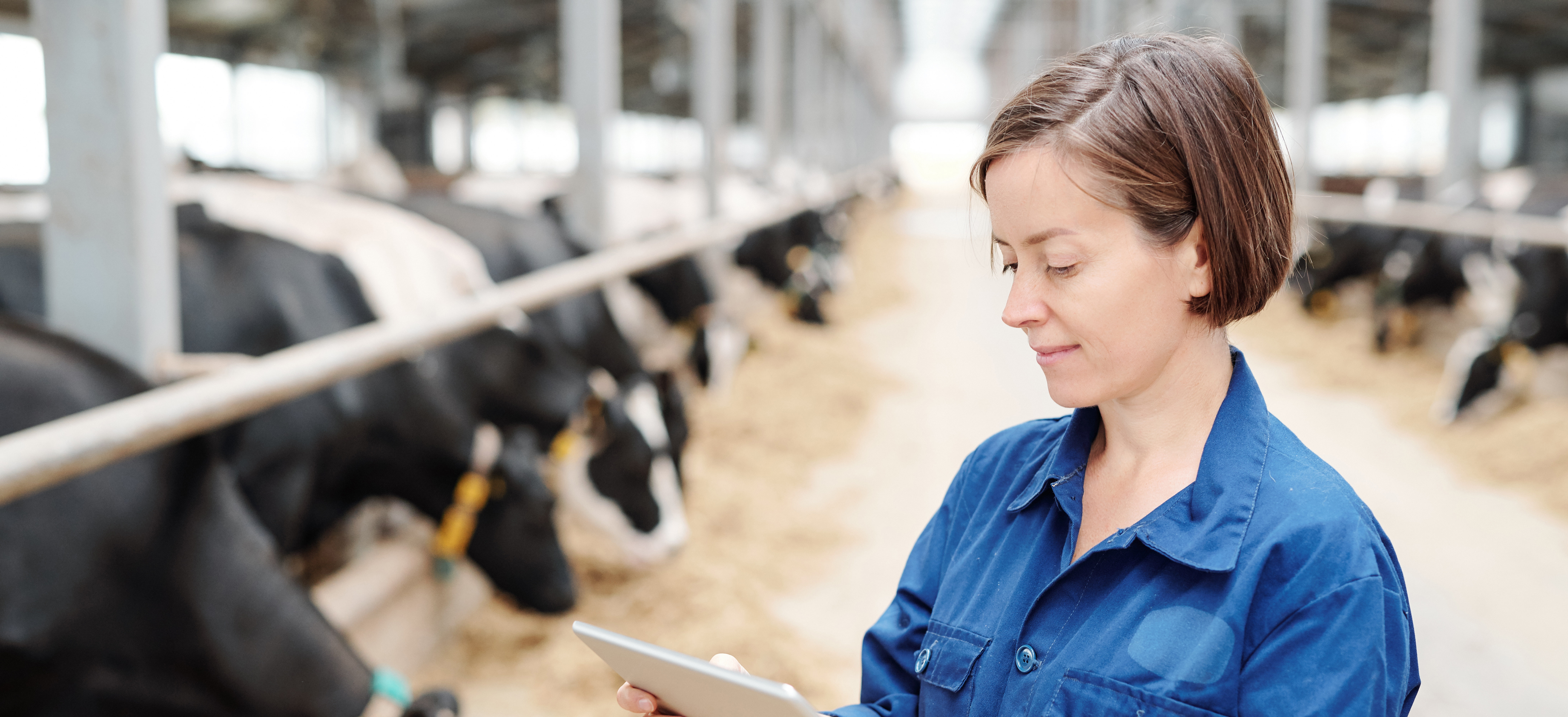 Assessors, Assessments and the Certification Process