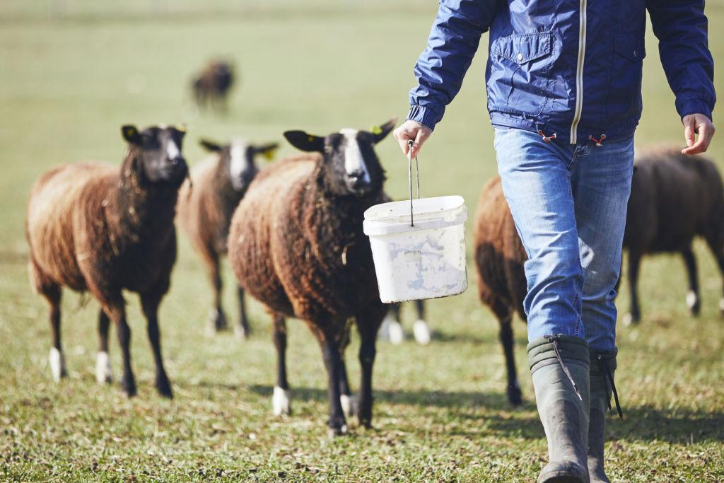 Sheep farmer with sheep