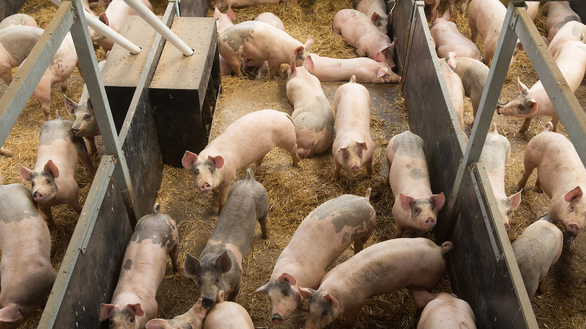 Finishing pigs in a straw unit