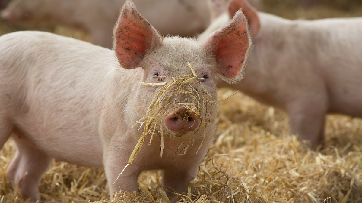 Pig in straw