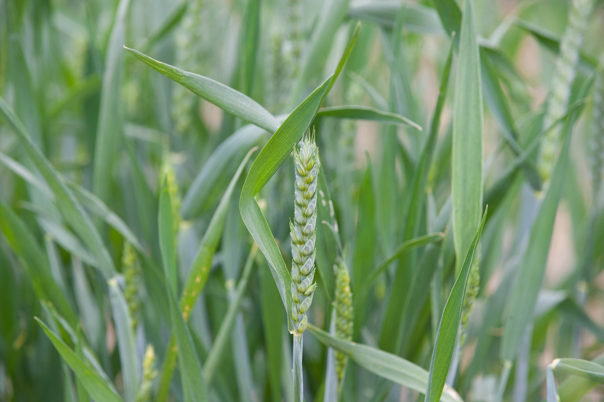 Crops & Sugarbeet Sector Board, Farm Assurance Review Discussions – February 2025