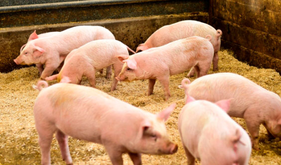 Red Tractor seeking views on industry proposals to introduce tiered approach to pig standards 