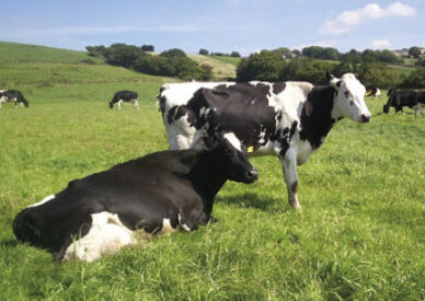 Red Tractor meets farmers at Lutterworth Dairy Discussion Group