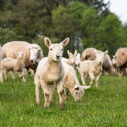 Sheep and lamb