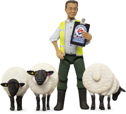 Sheep with farmer