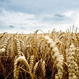 Wheat field