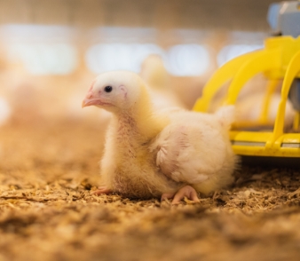 Chick sitting down