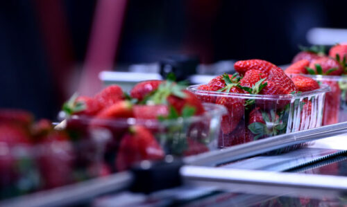 Fresh Produce Sector Board Update – June 2026