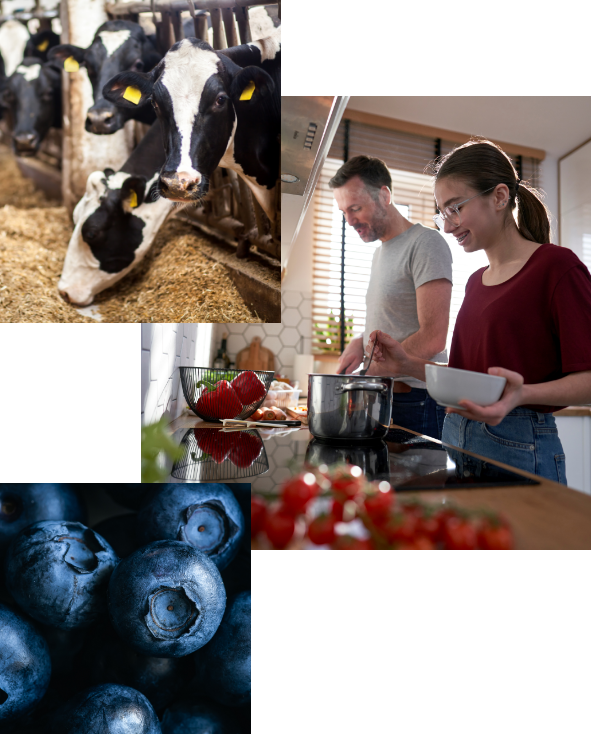 Cows and people prepping food