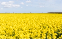 Red Tractor statement on Somerby Top Farm
