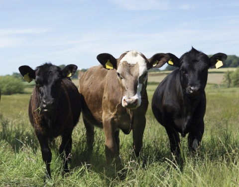 Foot and Mouth Disease anniversary is a stark reminder of why assurance standards matter