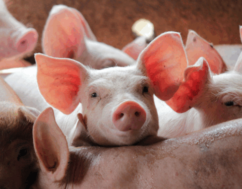 Pigs Sector Chair Update – July 2024