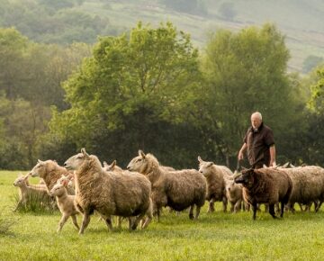 Supporting farmers through the challenges of Bluetongue