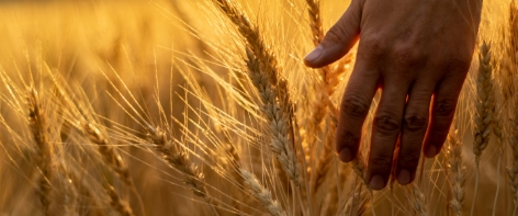 Combinable Crops & Sugar Beet Sector Board Update – November 2025