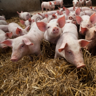 A shared responsibility: Protecting animal welfare and British farming’s reputation
