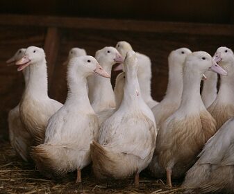 Poultry Sector Board Update – June 2026