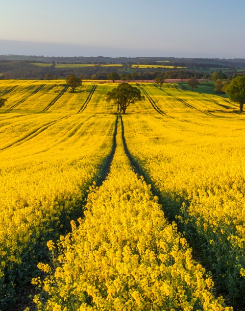 Rape field