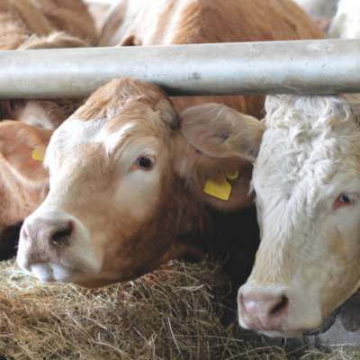 Red Tractor: Why it’s far more than just a logo for British beef