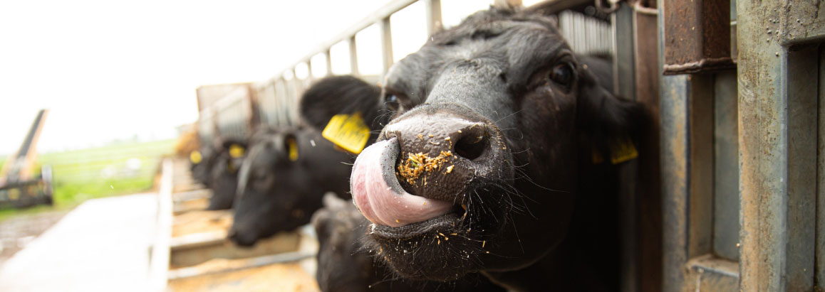 Red Tractor welcomes Welsh Government announcement on Sustainable Farming Scheme integration