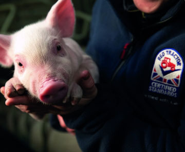 Pigs Sector Board Update – October 2026